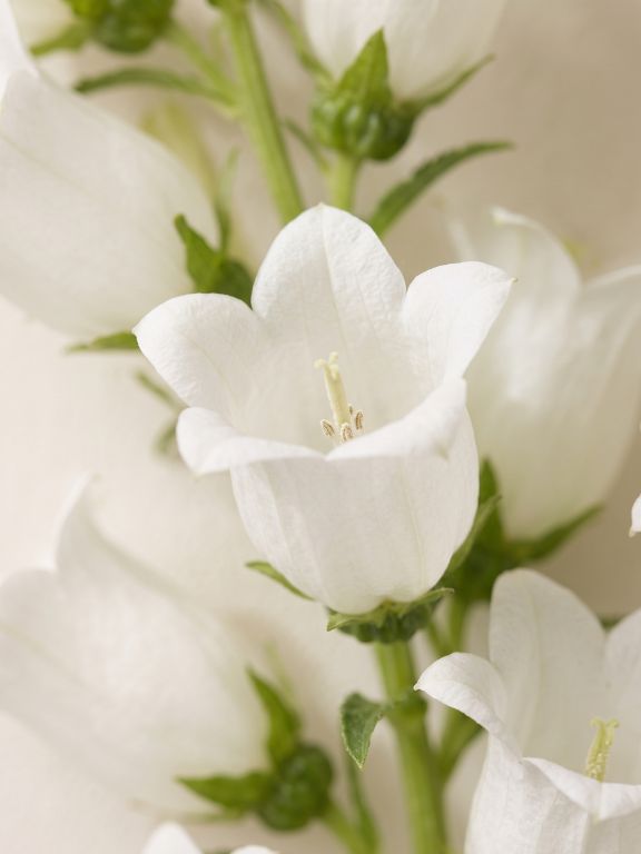  WHITE CAMPANULA